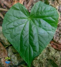 Image result for Zehneria