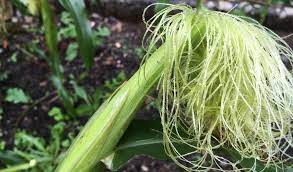 Check spelling or type a new query. Baby Sweetcorn Minipop
