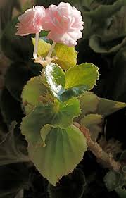 Begonias Florecidas Begonia Flowers Plants