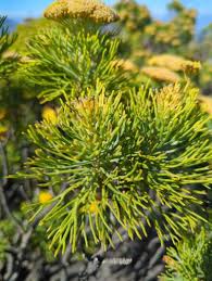 Image result for Phymaspermum