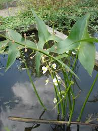 Image result for Loxogramme latifolia