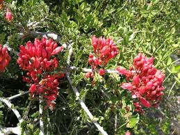 Image result for Schotia capitata