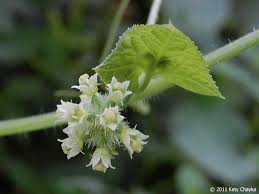 Image result for female flowers cucumber