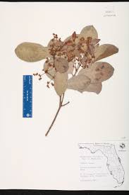 Image result for Hippocratea