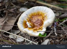 Image result for Ganoderma curtisii