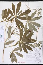 Image result for Manihot esculenta