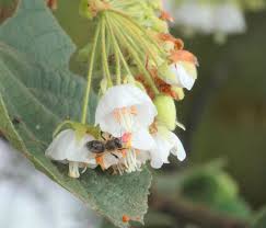 Image result for Dombeya torrida