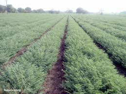 Nov 14, 2016 · it is fairly easy to care for garbanzo beans. Growing Chickpeas How To Grow Chickpeas Garbanzo Beans