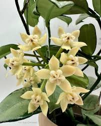 Image result for Hyparrhenia griffithii