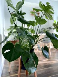 If you desire to keep your corn plant on the shorter side, cut the top of the stems as soon. Tall Indoor Plants 7 Best Large Houseplants To Grow In Your Home My Tasteful Space