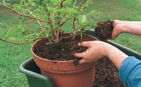 Check spelling or type a new query. How To Repot Container Plants Finegardening