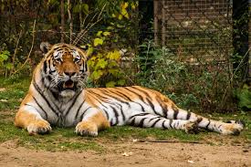Tigre live score (and video online live stream*), team roster with season schedule and results. Tigre De Zoologico De Nova York Testa Positivo Para Covid 19 Super