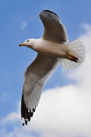 The albatross is huge compared to a seagull. Gull Wikipedia