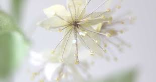 Laurence Aguerre Rameau De Tilleul Sculpture Textile Fleurs En Papier Fleurs De Fil