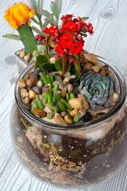 Surprisingly, cactus is one of the healthiest food you can include in your daily diet. Diy Succulent And Cacti Terrarium