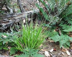 Image result for Strychnos xylophylla