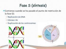 En este periodo tiene lugar la replicación del adn (cada cromátida genera una copia de sí misma). Pin En Ciclo Celular