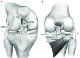 Maybe you would like to learn more about one of these? A Anterior And B Posterior Views Of The Native Posterior Cruciate Download Scientific Diagram