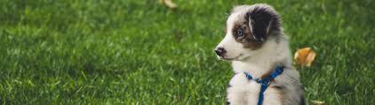 We also offer a range of registry and data management services. Microchipping Your Pet Pet Protect