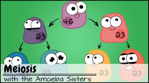 Some of the worksheets for this concept are amoeba sisters answer key, amoeba sisters genetic drift answer keys, ameba answer key, amoeba sisters meiosis work answers, amoeba sisters. Meiosis Updated Youtube