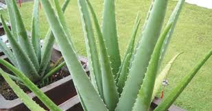 Aloe vera (/ˈæloʊiː/ or /ˈæloʊ/) is a succulent plant species of the genus aloe. Lidah Buaya Penyeri Taman