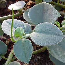 Image result for Ceropegia incana
