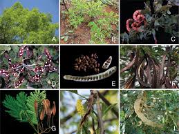 Image result for Gelrebia glandulosopedicellata