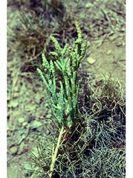 Image result for Sarcocornia