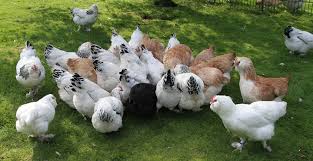 Diese hühnerarten bleiben im schnitt um die 1000. Winterleger Welche Auswahl Gibt Es Bauernhahn Statt Turbohuhn