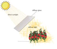 What Is Diffuse Light Royal Brinkman