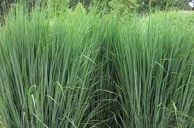 Birds love the seeds, which are available through the winter when food is more scarce. Panicum Virgatum Northwind Switch Grass