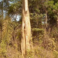 Image result for Alstonia boonei