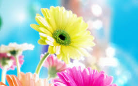 صور زهور جميلة وجديدة في خلفيات باقات زهور بجودة Hd ميكساتك