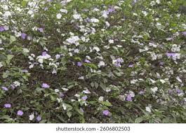 Image result for Pavetta uniflora