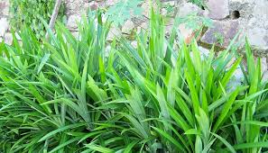 Aug 27, 2020 · kerajinan dari daun pandan merupakan kerajinan yang dibuat dengan cara menganyam daun pandan yang sudah dikeringkan menjadi berbagai kerajinan anyaman seperti tikar, alas sajadah, topi dan aneka kerajinan lain. 3 Cara Menanam Daun Pandan Di Halaman Rumah Media Pot Agar Subur