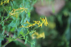 Image result for Corydalis mildbraedii