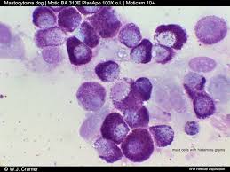 Image result for mastocytoma in dogs