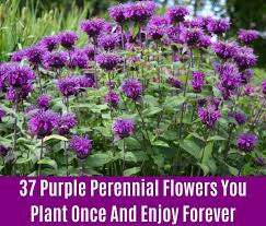 Check spelling or type a new query. 37 Purple Perennial Flowers You Plant Once And Enjoy Forever