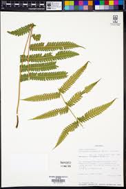 Image result for Christella hispidula