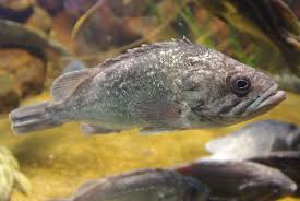 Image result for Sebaea leiostyla