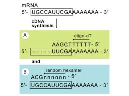 Cdna synthesis method utilizes a specific feature of the moloney murine leukemia virus reverse transcriptase (rt). Epinext Hi Fi Cdna Synthesis Kit P 9004 From Epigentek Biocompare Com