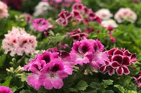 Image result for foto muškáty