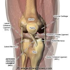 Maybe you would like to learn more about one of these? The Knee Joint Anatomy Anatomy Drawing Diagram