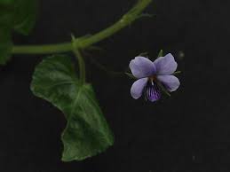Image result for Viola eminii