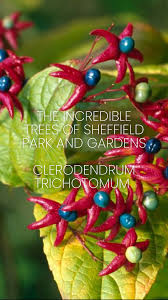 Image result for Clerodendrum baumii