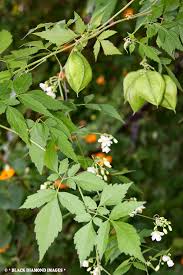 Image result for Cardiospermum grandiflorum