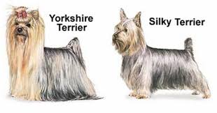 diferencias entre el yorkshire terrier y el silky terrier australian silky terrier terrier yorkshire terrier