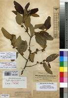 Image result for Ziziphus abyssinica