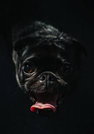 From now on it's easy to think in pixels but still 10 pug photobombs guaranteed to put a smile on your face. 100 Best Pug Photos 100 Free Download Pexels Stock Photos