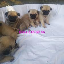 Satilik Pug Yavrulari Satilik Kopek Ilanlari